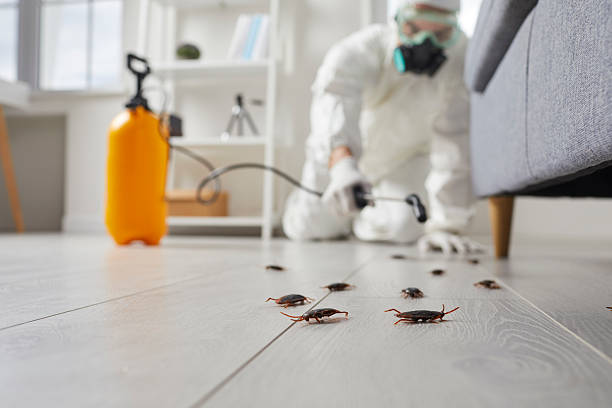 Trusted Termite Control service in Thief River Falls, MN - Nex Pest Control